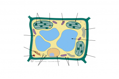 Ultrastructure d'une cellule végétale (à compléter)